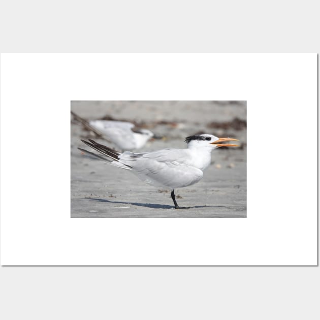 Royal tern Wall Art by SDym Photography